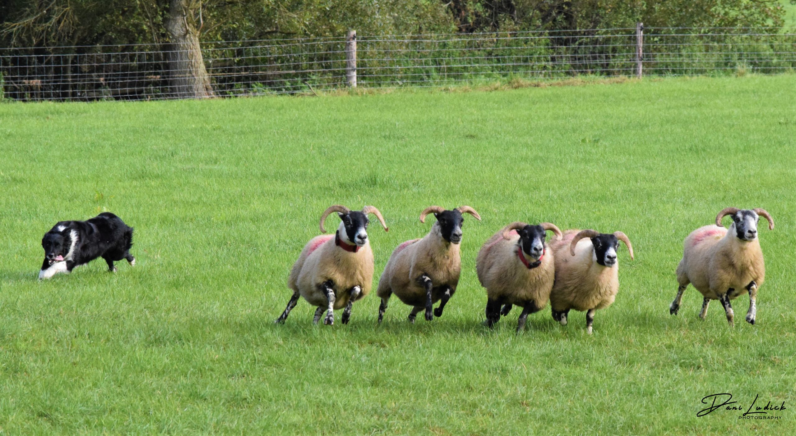 Sheepdog-Trials-3-scaled.jpg
