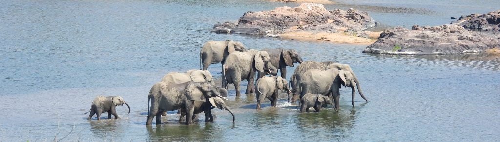 elephants galore